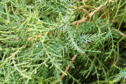 Juniperus virginiana
